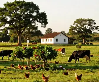 Descubra a Fazendinha Bernad’s: Um Refúgio do Turismo Rural em Teresina