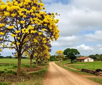 Descubra a Rota dos Ipês em Teresina: Uma Experiência de Turismo Rural